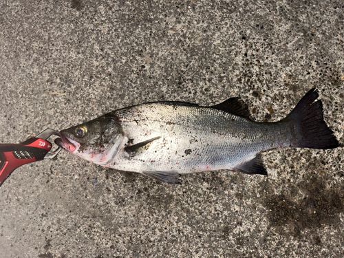 フッコ（ヒラスズキ）の釣果