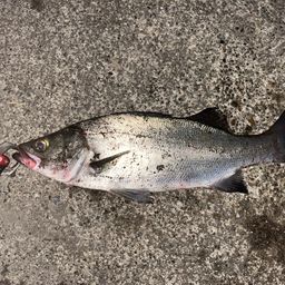 フッコ（ヒラスズキ）