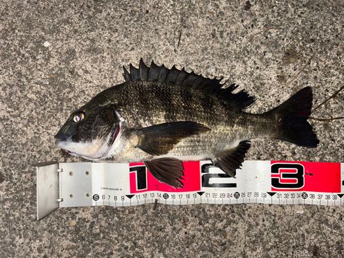 チヌの釣果