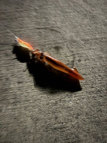 ムギイカの釣果