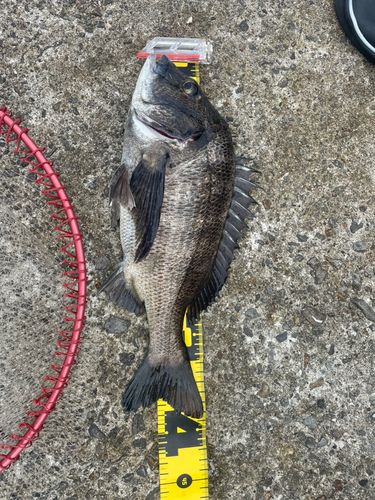 クロダイの釣果