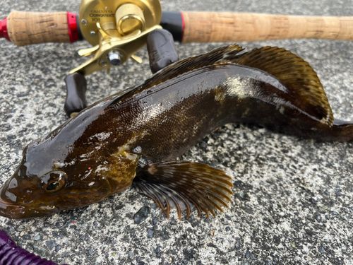 クロソイの釣果