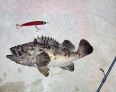 クロソイの釣果