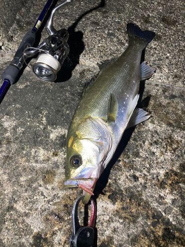 シーバスの釣果