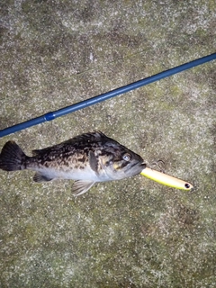 クロソイの釣果