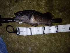 クロソイの釣果