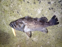 クロソイの釣果