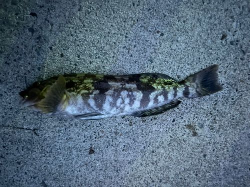 アイナメの釣果