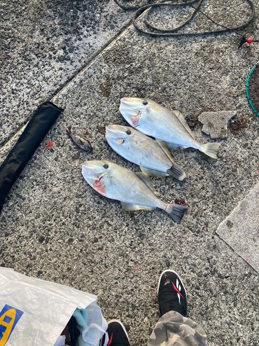 ウスバハギの釣果