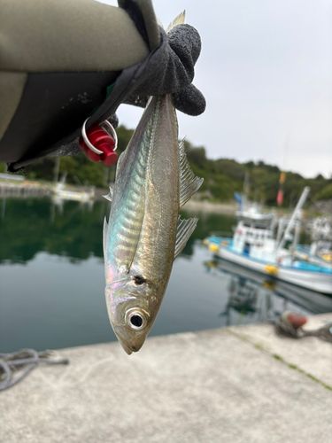 釣果