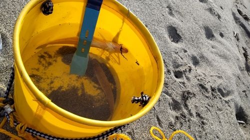 キスの釣果