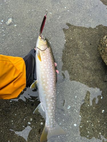 アメマスの釣果