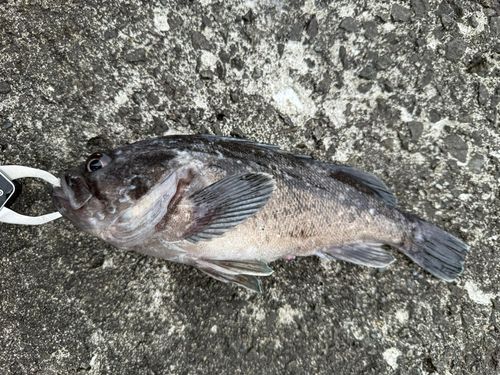 クロソイの釣果