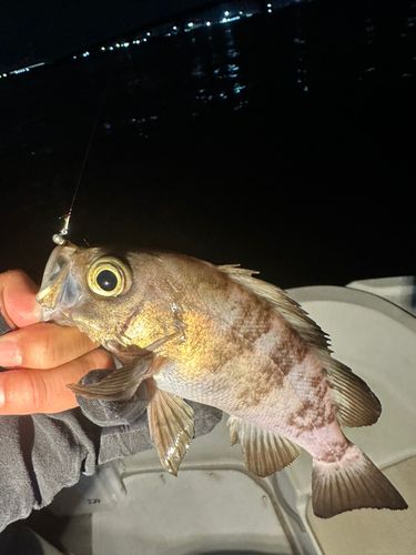 アオメバルの釣果
