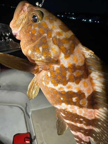 キジハタの釣果