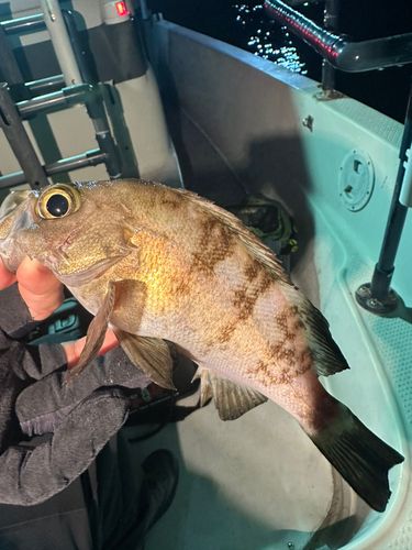 アオメバルの釣果