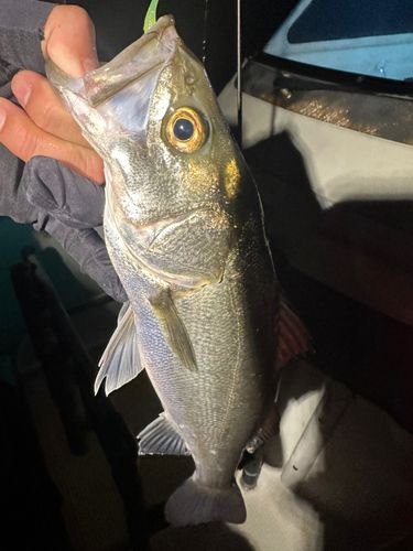 フッコ（マルスズキ）の釣果