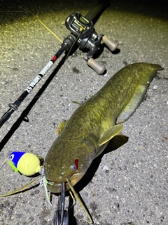 ナマズの釣果