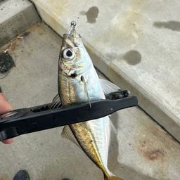 アジ