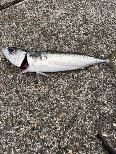 サバの釣果