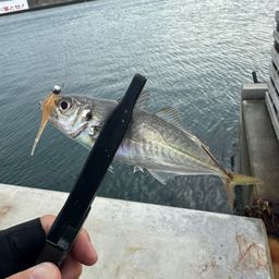 アジ