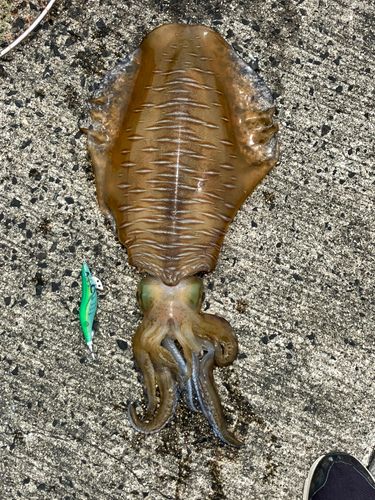 アオリイカの釣果