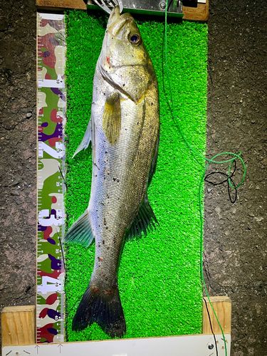 シーバスの釣果