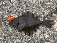 カレイの釣果