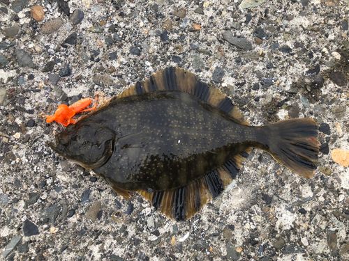 カレイの釣果