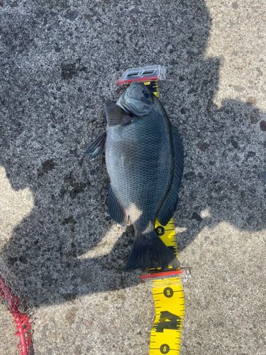 クチブトグレの釣果
