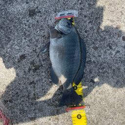 クチブトグレ