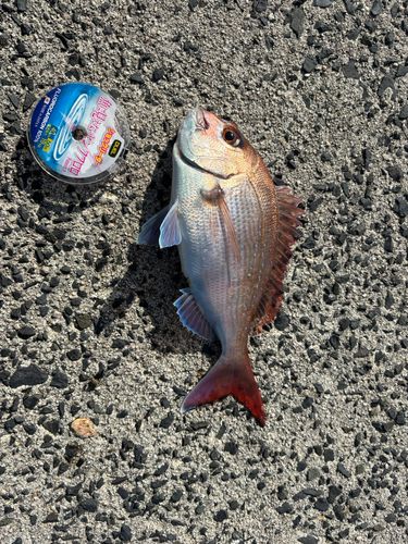 イサキの釣果
