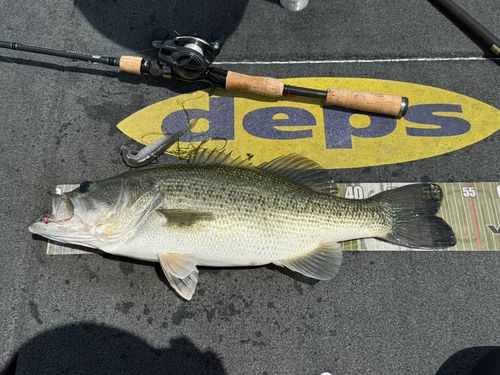 ブラックバスの釣果