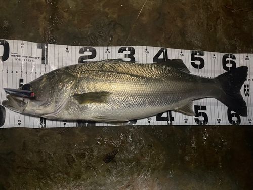 マルスズキの釣果