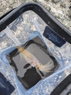 ヒイカの釣果