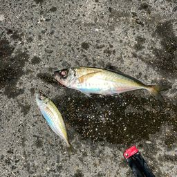 アジ
