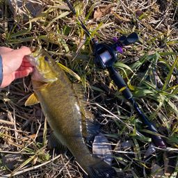 スモールマウスバス