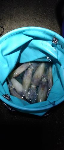 マメイカの釣果