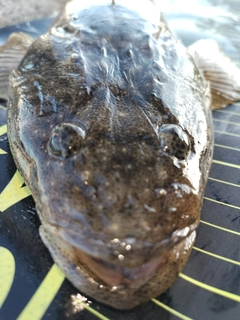 マゴチの釣果