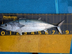 ハガツオの釣果