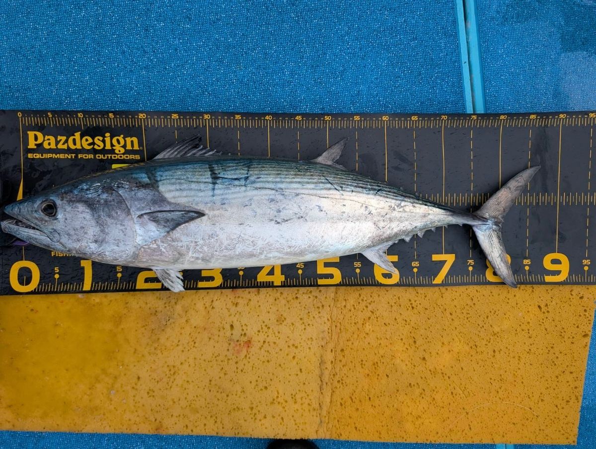 ちあきちさんの釣果 1枚目の画像