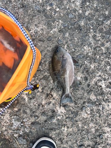 メジナの釣果