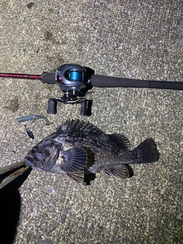 クロソイの釣果