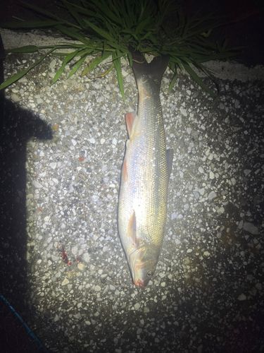 ウグイの釣果