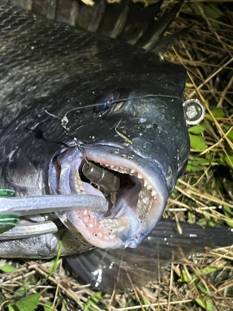 チヌ