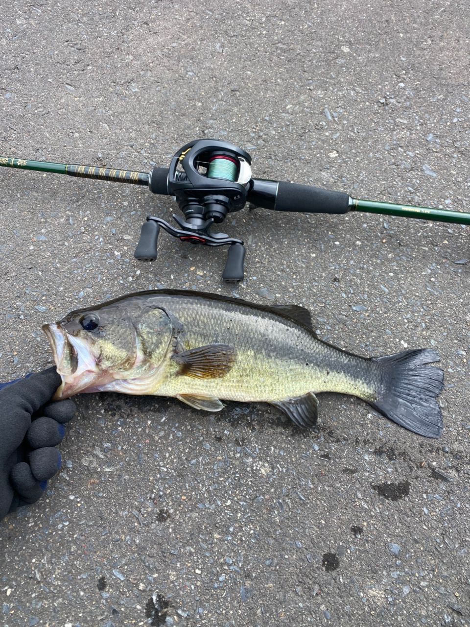 メガバス 礁楽 SL-72MLBF SL-72MLBF | Megabass-メガバス