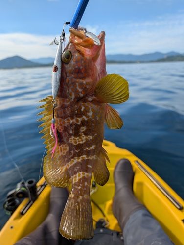 キジハタの釣果