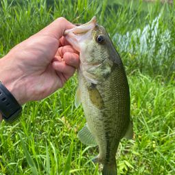 ラージマウスバス