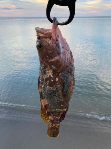 キジハタの釣果