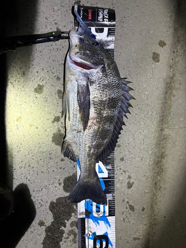 クロダイの釣果